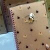 Caderno Animal Party